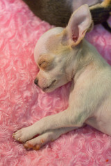 Baby chihuahua Sleeping