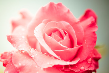 Fresh rose with water drops