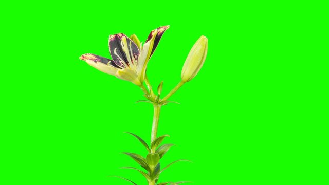 Blooming white lily flower buds green screen, FULL HD. (Lilium Lion Heart), timelapse