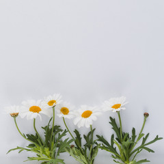 Top view daisies line