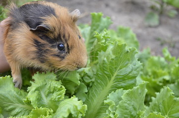 guinea pig on grass