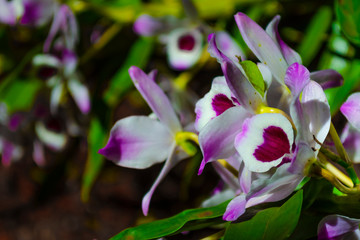 Beautiful tropical Doll eye orchid