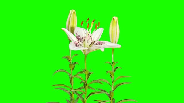 Blooming white lily flower buds green screen, FULL HD. (Lilium Crossover), timelapse