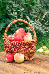 Just picked apples in a wicker basket on wooden boards with grass on background