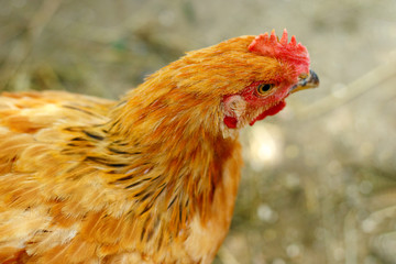 beautiful chicken in the courtyard of a village house or on the farm