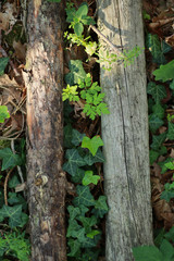 Two logs of wood in a forest with sun rays.