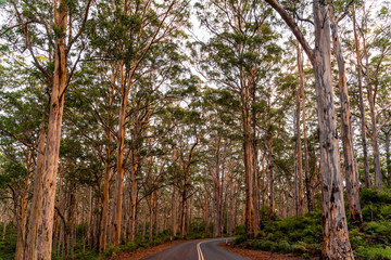 Boranup Forest in Margaret River