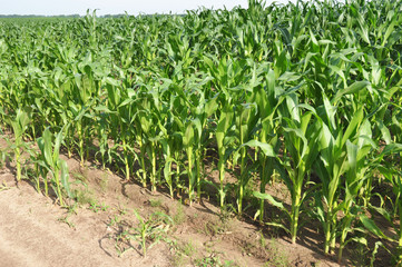 Corn field landsape. Corn farming photo