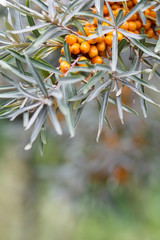 Sea buckthorn berries on a branch with leaves.