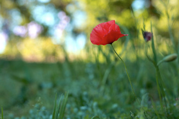Poppy flower with bright background