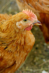 beautiful chicken in the courtyard of a village house or on the farm
