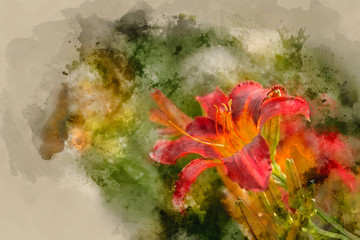 Digital watercolor painting of Beautiful vibrant red and yellow lily flower Hemerocallis Fulva in Summer sun