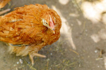 beautiful chicken in the courtyard of a village house or on the farm
