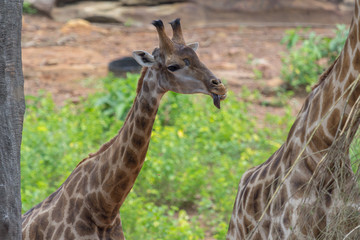 Tongue and Face of Masai giraffe