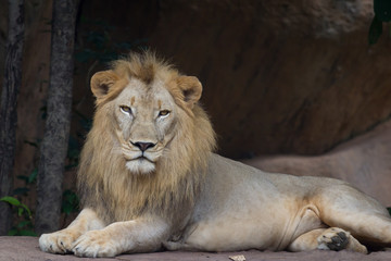 Obraz premium Lion resting and watching