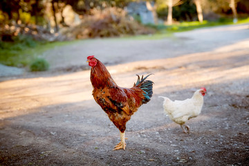 Red and white roosters stand on the road at a rural field