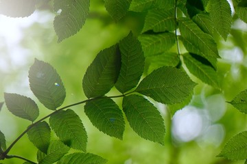 green tree leaves and branches in the natrue, green background
