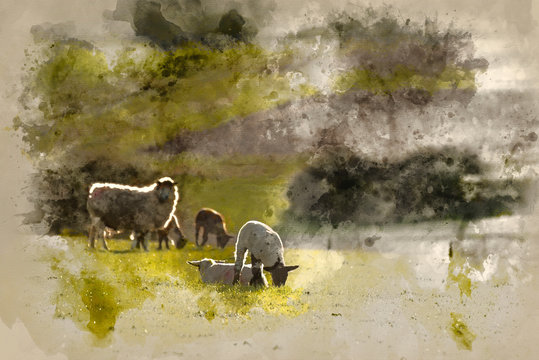 Digital watercolor painting of Beauitful landscape image of newborn Spring lambs and sheep in fields during late evening light