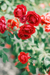 Beautiful red garden roses near white fence.