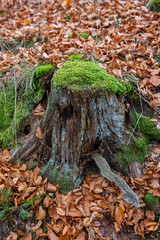 Forêt en automne