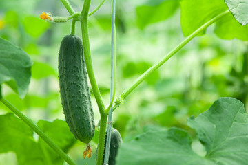 Cucumber grows in a greenhouse, close-up, blurred background. Copy space for text.