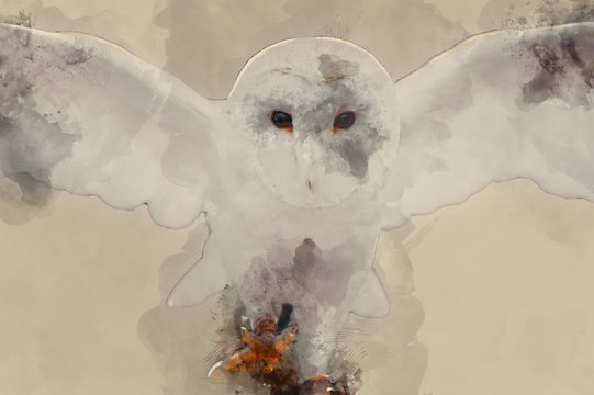 Digital watercolor painting of Barn owl bird of prey in falconry display
