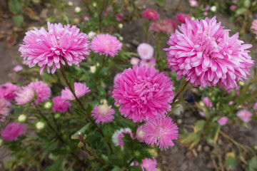 Obraz premium Annual aster with many pink flower heads in September