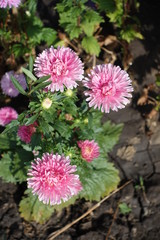 Autumn flowers - pink China asters in September