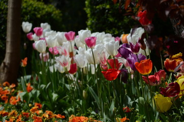 The Colorful Blossom