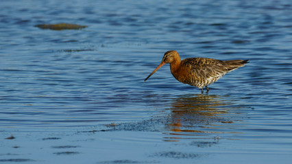 Bar-tailed Godwit Limosa lapponica