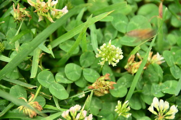 clower