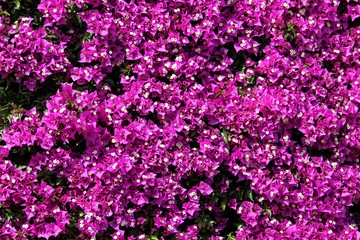 mur de bougainvilliers sur des façades de maison en Espagne