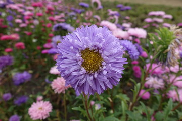 Front view of violet flower head of China aster