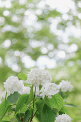 紫陽花