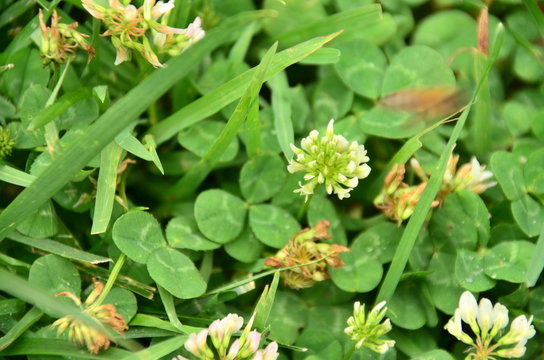 clower