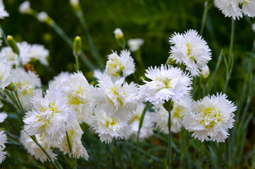 daisies in the garden