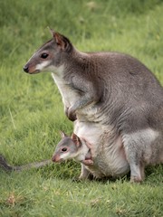 An adult wallaby with a small joey peeking out of her pouch