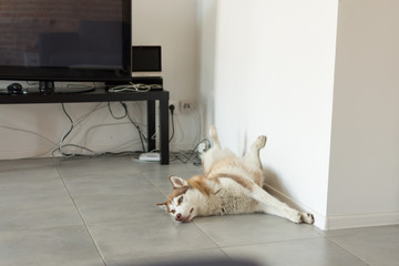 Husky dog is funny sleeping indoors. Dog is resting in a room near wall.
