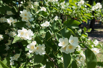 Ornamental shrub of Philadelphus coronarius in bloom