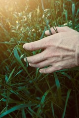 hand with leaves in the nature, man hand with plant