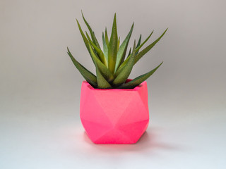 Green succulent plant in pink geometric concrete planter. Colorful painted concrete pots for home decoration