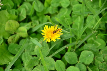 yellow flower