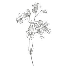 Bladder campion flowers. Set of drawing cornflowers, floral elements, hand drawn botanical illustration. Good for cosmetics, medicine, treating, aromatherapy, nursing, package design, field bouquet