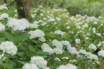 紫陽花