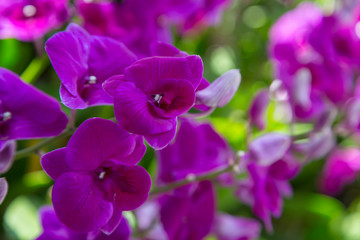 Obraz na płótnie Canvas Purple orchids flower