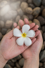 Woman hand hold Plumeria flowers on the river rock