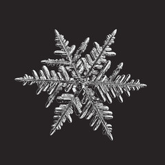 Snowflake isolated on black background. Vector illustration based on macro photo of real snow crystal: beautiful stellar dendrite with complex, elegant arms, ornate shape and glossy, relief surface.