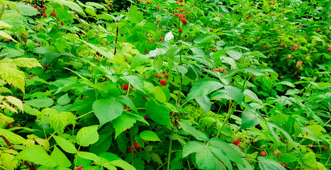 raspberry bushes, ripe fresh berries