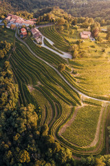 Vineyards shapes from aerial shot in Montevecchia, Italy - obrazy, fototapety, plakaty