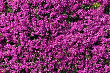 Obraz premium mur de bougainvilliers sur des façades de maison en Espagne